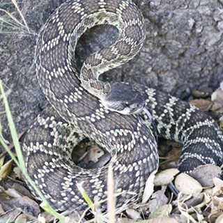 Southern Pacific Rattlesnake Facts and Pictures