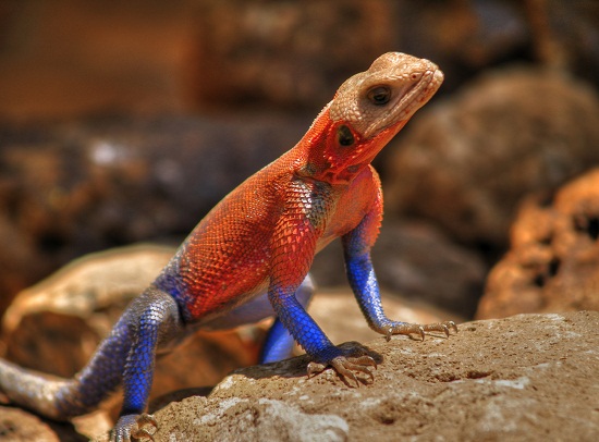 Spiderman Agama Facts and Pictures | Reptile Fact
