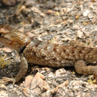 Desert Spiny Lizard Facts and Pictures