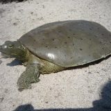 Spiny Softshell Turtle Facts and Pictures