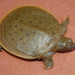 Spiny Softshell Turtle Facts and Pictures