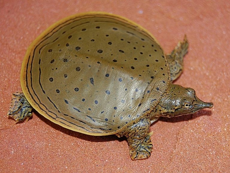 Spiny Softshell Turtle Pictures Reptile Fact 