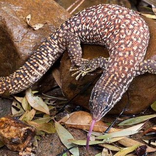 Texas Alligator Lizard Facts And Pictures