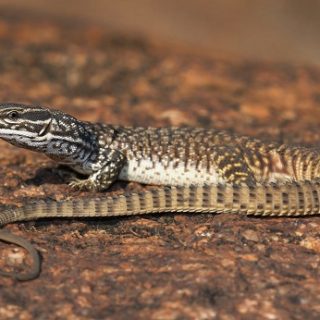 Spiny-tailed Monitor Facts and Pictures