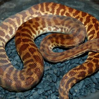 Stimson's Python Facts and Pictures