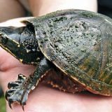 Stinkpot Turtle Facts and Pictures