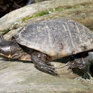 Stinkpot Turtle Facts and Pictures