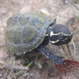 Stinkpot Turtle Facts and Pictures