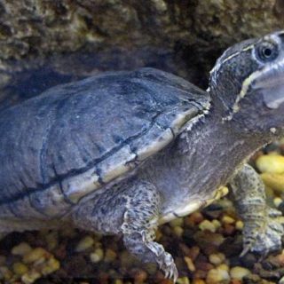 Stinkpot Turtle Facts and Pictures
