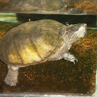 Stinkpot Turtle Facts and Pictures