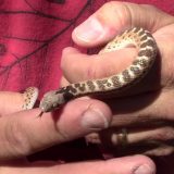 Texas Night Snake Facts and Pictures