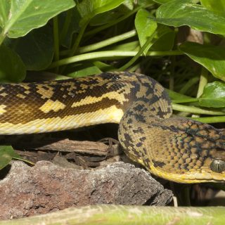 Timor Python Facts and Pictures