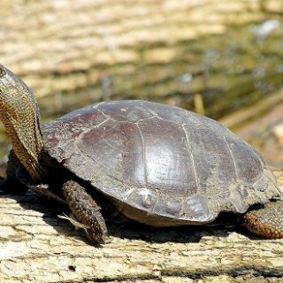 Western Pond Turtle Facts and Pictures