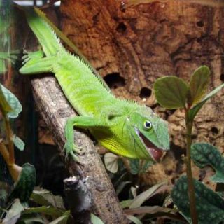 Jamaican Giant Anole Facts and Pictures