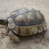 Chaco Tortoise Facts and Pictures