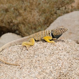 Baja California Collared Lizard Facts and Pictures