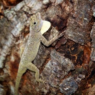 Bark Anole Facts and Pictures