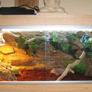 Schneider Skink Facts and Pictures | Reptile Fact