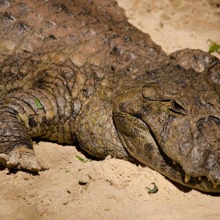 Caimans: Facts and List of Types With Pictures