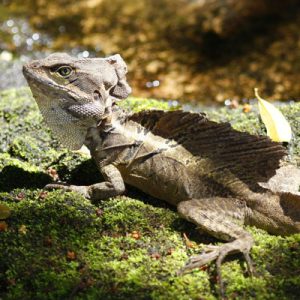 Brown Basilisk Facts And Pictures