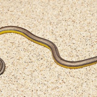 California Legless Lizard Facts and Pictures