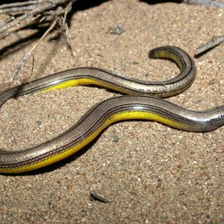 California Legless Lizard Facts and Pictures