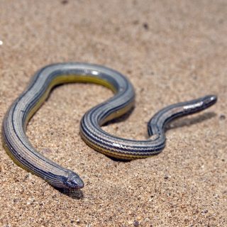 California Legless Lizard Facts and Pictures