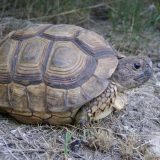 Chaco Tortoise Facts and Pictures