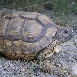 Speckled Tortoise (Speckled Padloper) Facts and Pictures