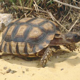 Chaco Tortoise Facts And Pictures