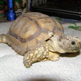 Chaco Tortoise Facts and Pictures