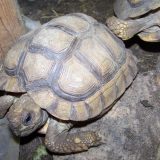 Chaco Tortoise Facts And Pictures