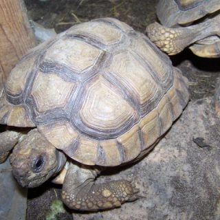 Chaco Tortoise Facts and Pictures