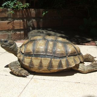 Chaco Tortoise Facts and Pictures