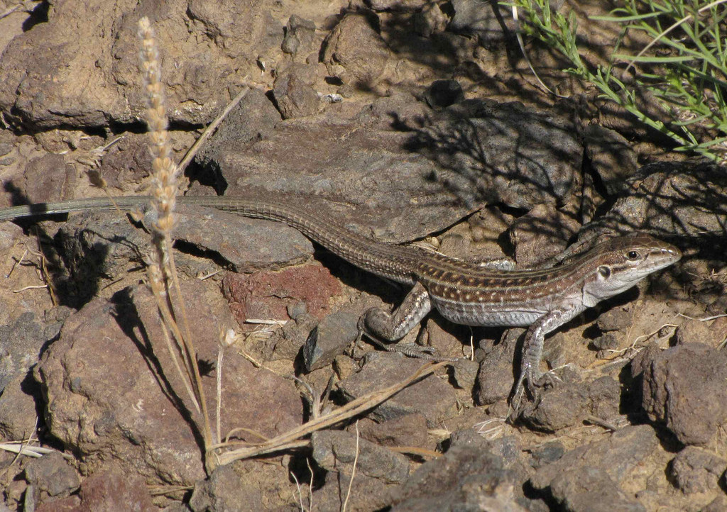 New Mexico Whiptail Facts And Pictures