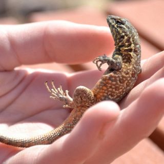 Common Side-blotched Lizard Facts and Pictures