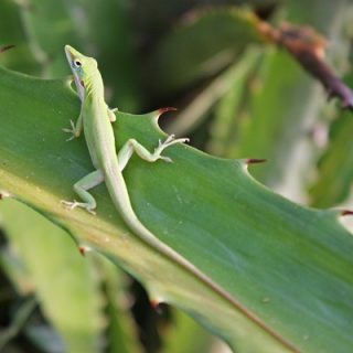 Cuban Green Anole Facts and Pictures