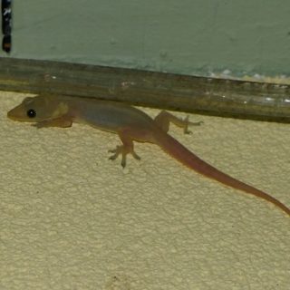 Indo Pacific Gecko Facts and Pictures