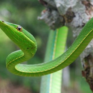 Green Vine Snake - Reptile Fact