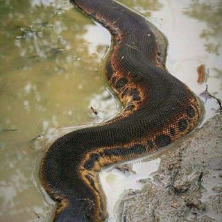 Elephant Trunk Snake Facts and Pictures