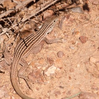 New Mexico Whiptail Facts and Pictures