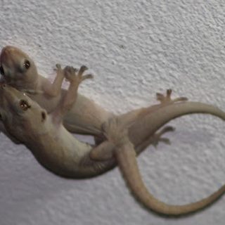 Indo Pacific Gecko Facts And Pictures