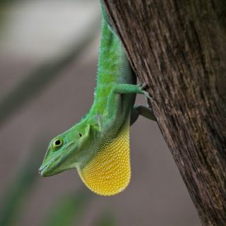 Jamaican Giant Anole Facts and Pictures