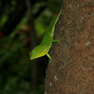 Jamaican Giant Anole Facts and Pictures