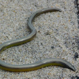 California Legless Lizard Facts and Pictures