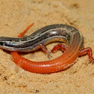 Mole Skink Facts and Pictures