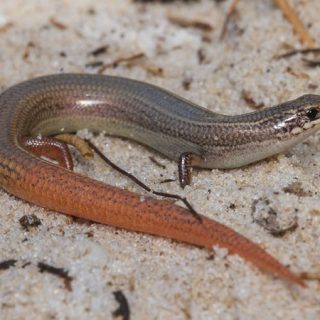 Mole Skink Facts and Pictures