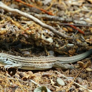 New Mexico Whiptail Facts and Pictures