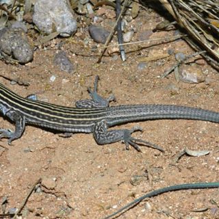 New Mexico Whiptail Facts and Pictures