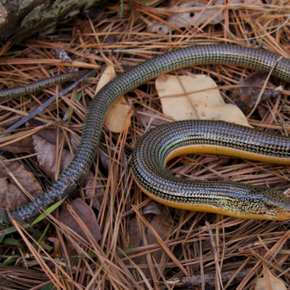 Eastern Glass Lizard Facts and Pictures